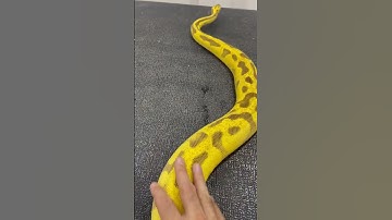 یکی از خفن ترین مارهای حال حاضر دنیا از لحاظ ژنتیک #snake #مار #خزندگان