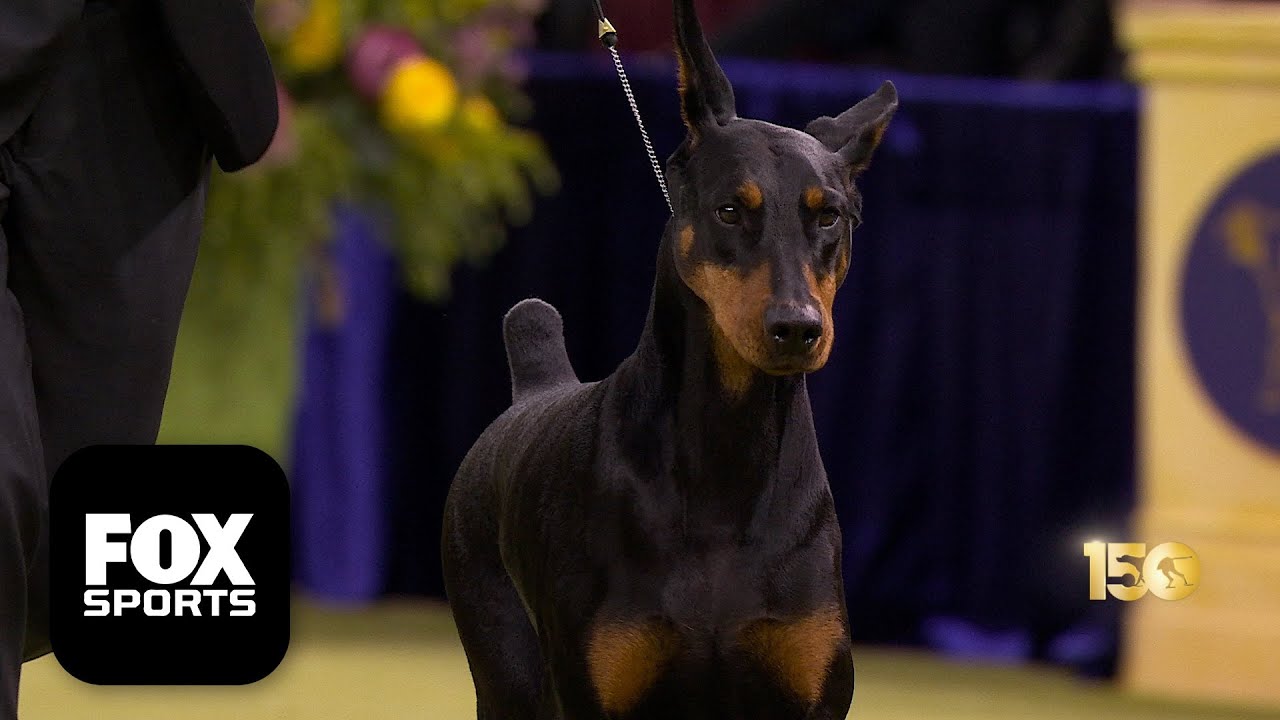 Penny the Doberman Pinscher wins 2026 Best in Show at the 150th Westminster Kennel Club Dog Show 🏆