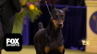 Penny the Doberman Pinscher wins 2026 Best in Show at the 150th Westminster Kennel Club Dog Show 🏆