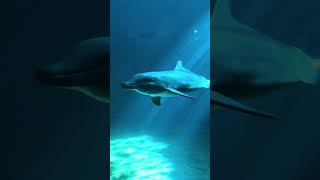 Happy National Dolphin Day!