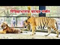 চিরিয়াখানায় বাঘের গর্জন। রয়েল বেঙ্গল টাইগার। মিরপুর চিরিয়াখানা। zoo #zoo #tiger #bangladesh