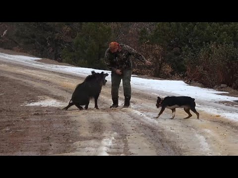 EN GÜZEL DOMUZ AVI(30 minutes summary of 3 days driven hunt with our hunter friends from Denmark)