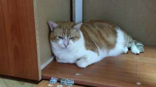 CATIFY MY HOME - Disguised litter box by Richard Barber 359 views 6 years ago 2 minutes, 44 seconds