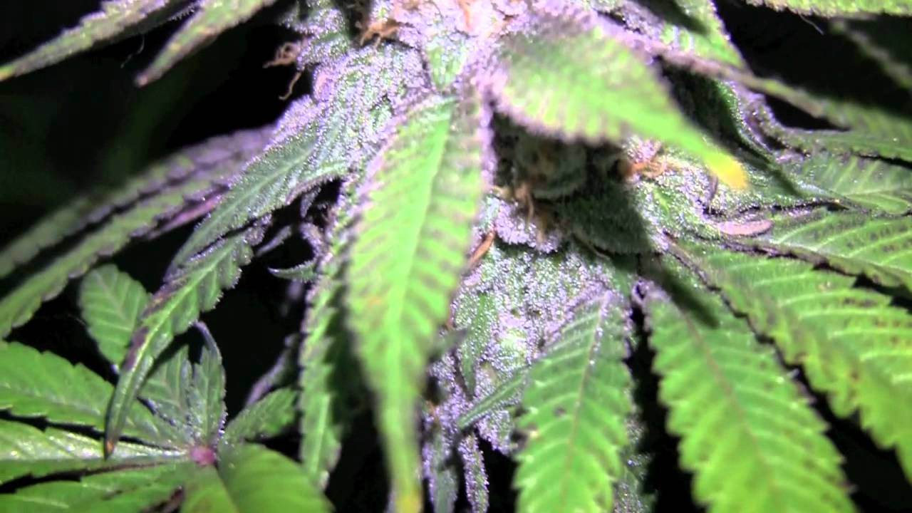OMMPgrower Grape Ape WEEK 9