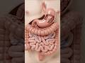 “Where Does Your Food Go? 😳 Digestion Explained (Final Part)”