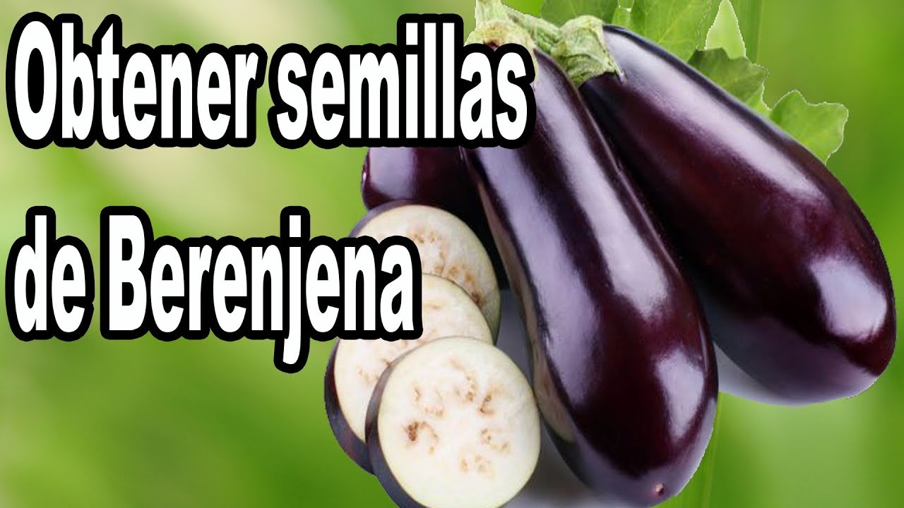 Como Obtener Semillas de Berenjena 