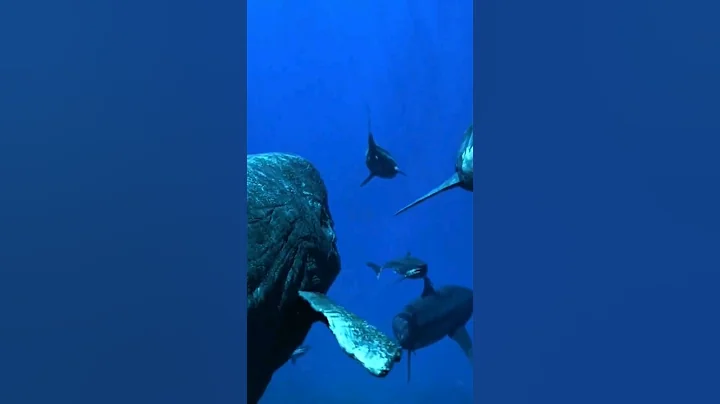 Orca whale attack on Shark #news #usa #usa #china #amazing #amazingfacts #amazingfact #facts #the