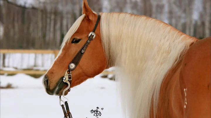 How to take a portrait photo of a horse