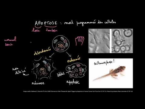 Vidéo: Comment expliquer la pycnose ?