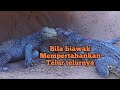 Pertarungan Buaya VS biawak