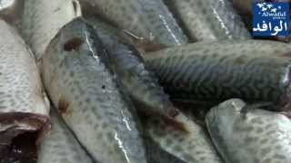 Farine et Huile De Poisson : صناعة دقيق السمك