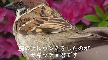 スズメ手餌 スズメ手餌