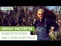 Камедетечение. Как с ним бороться