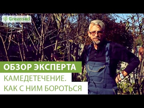 Видео: Что вызывает гуммоз персика: борьба с грибковым гуммозом персиковых деревьев