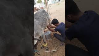 cow milking by hand| village lifestyle| desi style cow milking by hand #milking #cowmilking #shorts