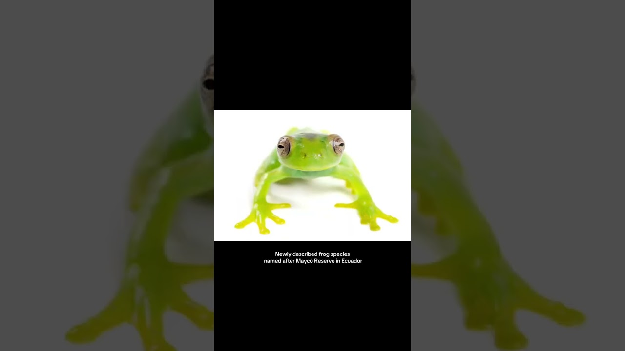 Newly described frog species named after Maycú Reserve in Ecuador
