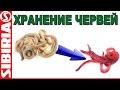 Хранение червей. Красный ЧЕРВЬ - это ПРОСТО, хранение опарыша