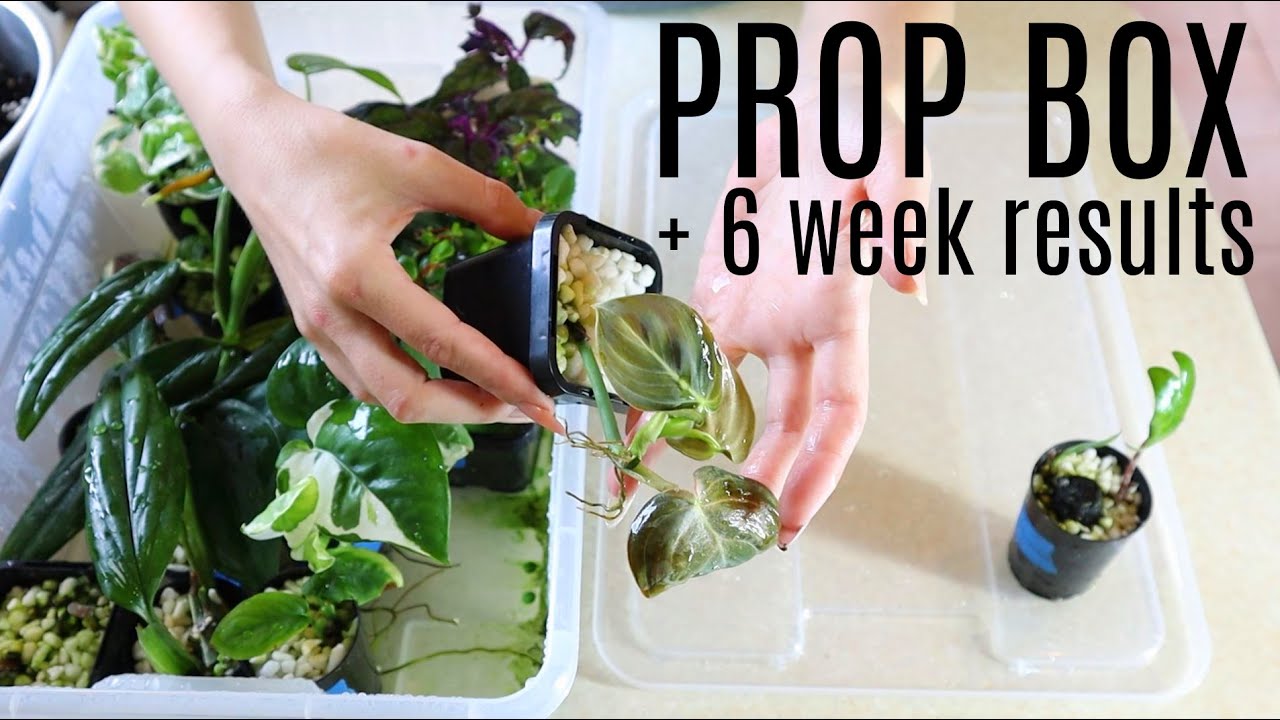 How To Set Up a Propagation Box for Beginners - The Peculiar Rose