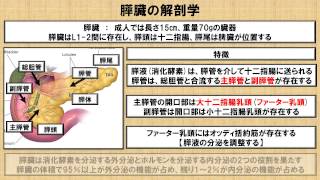 膵臓の解剖学及び生理学に関する知識  ～No.33 理学療法士国家試験対策　シリーズ～