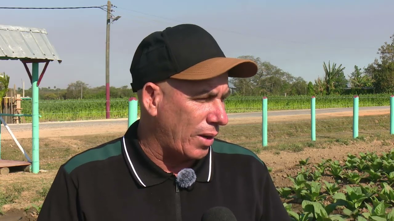 Productor de tabaco desafía la crisis energética en Cuba