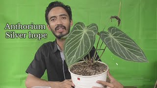 Cara Menanam Anthurium Silver Hope Dari Biji l Propagation Anthurium Silver Hope From Seed