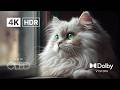 Just WOW 🤯 OLED Demo in 4K HDR 120FPS | Dolby Vision Ultra HD (4K/8K TV Test)