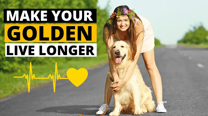 7 Tips to help your Golden Retriever Live Longer - DayDayNews
