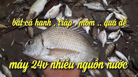 Kích cá nước mặn | vớt cá móm mỏi tay , cá hanh khủng lh 0989897780