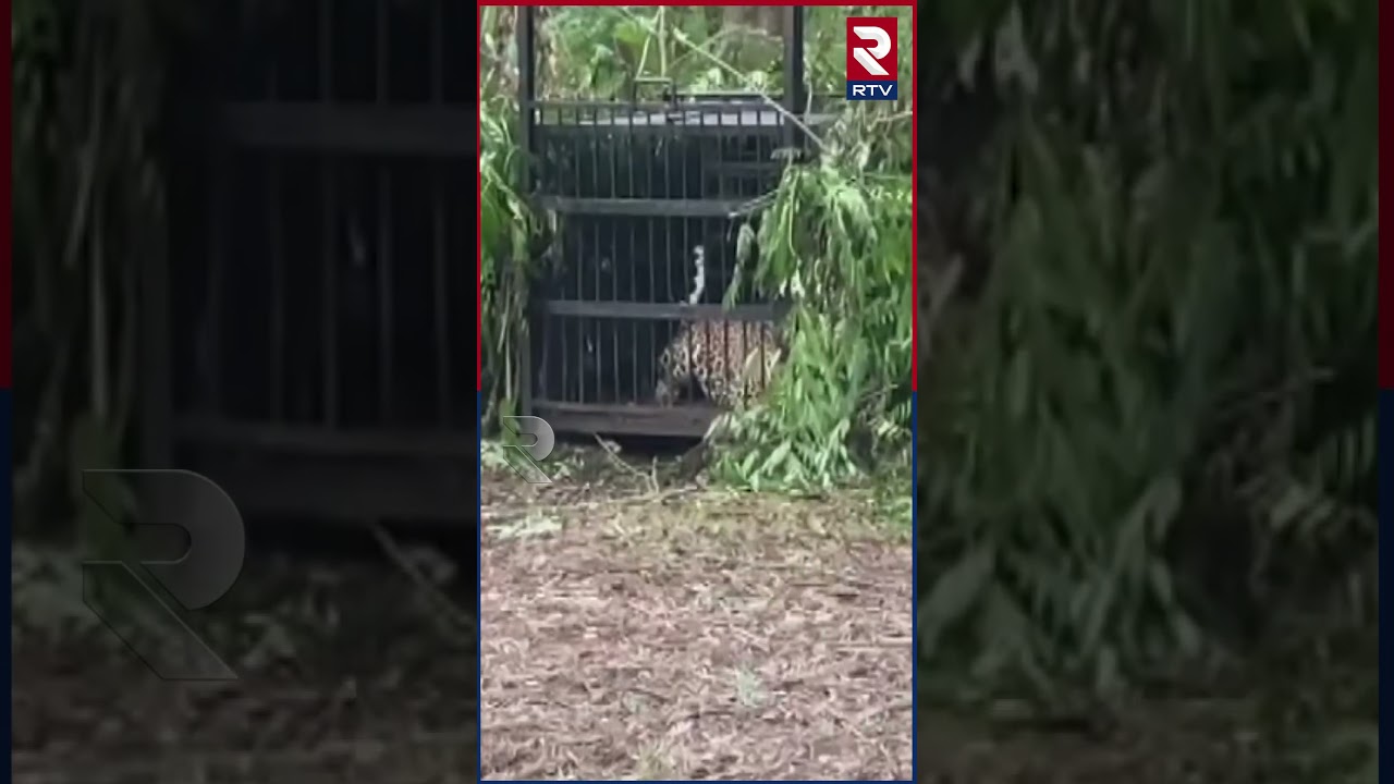 Leopard Captured on Tirumala Walkway | Andhra Pradesh | RTV