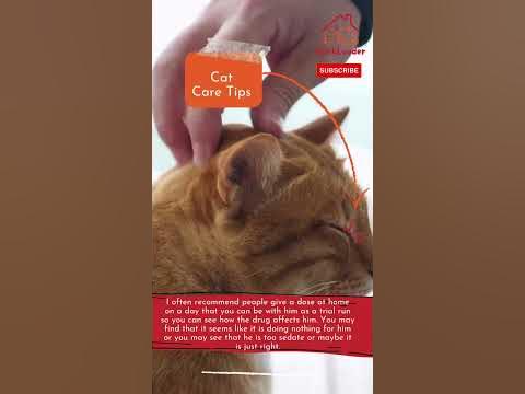 can i give my gabapentin to my cat