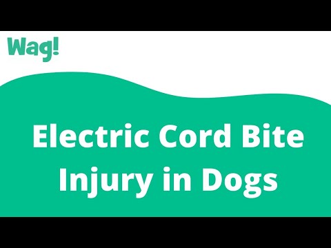 Video: Electric Cord Bite Pinsala Sa Mga Aso