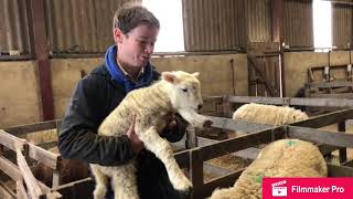 Lambing without live birth