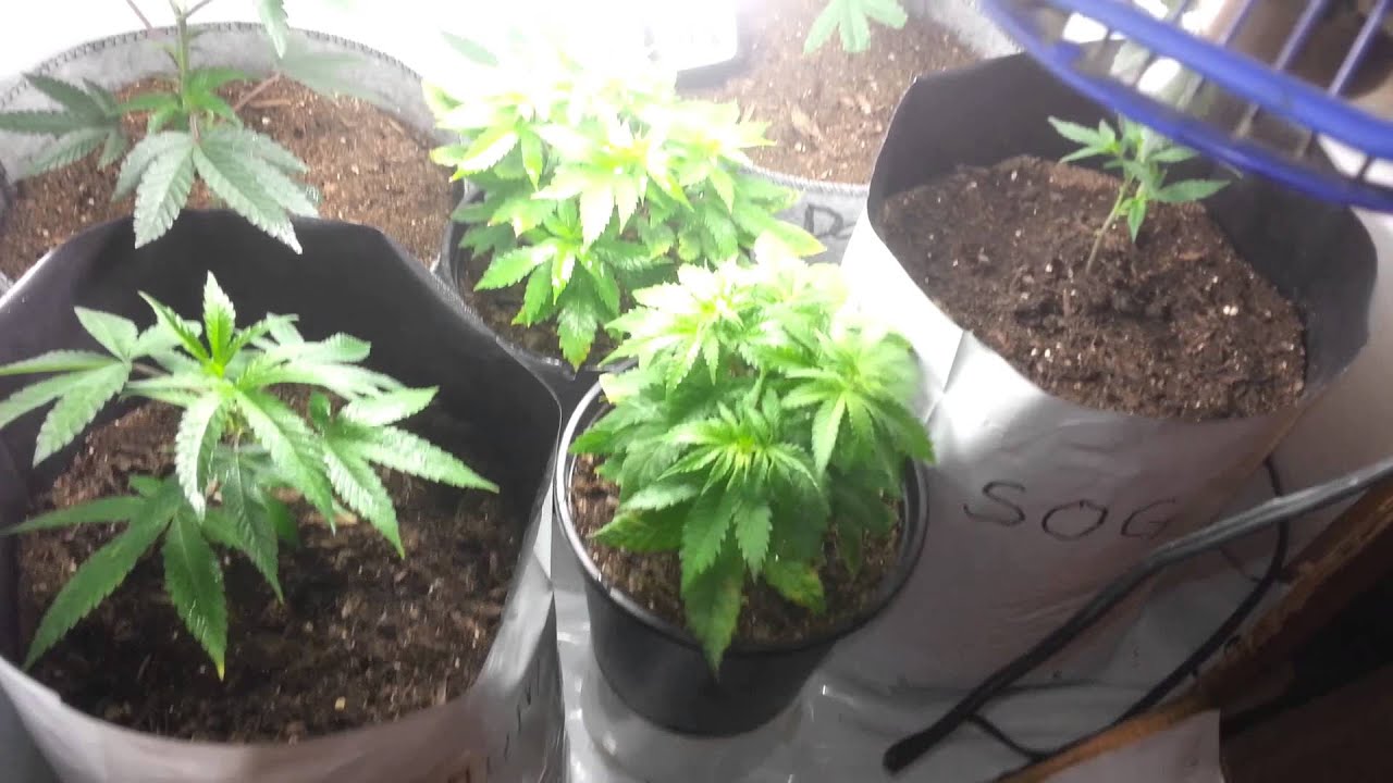 Micro Grow: CFL- One week from flower.