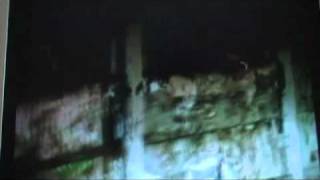 Trailer VIRGIN 3