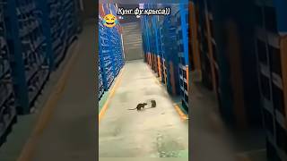 крысиные разборки,на кого ставим?🙂 #смех #приколы #животные #юмор #shorts