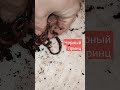 Черный Принц
