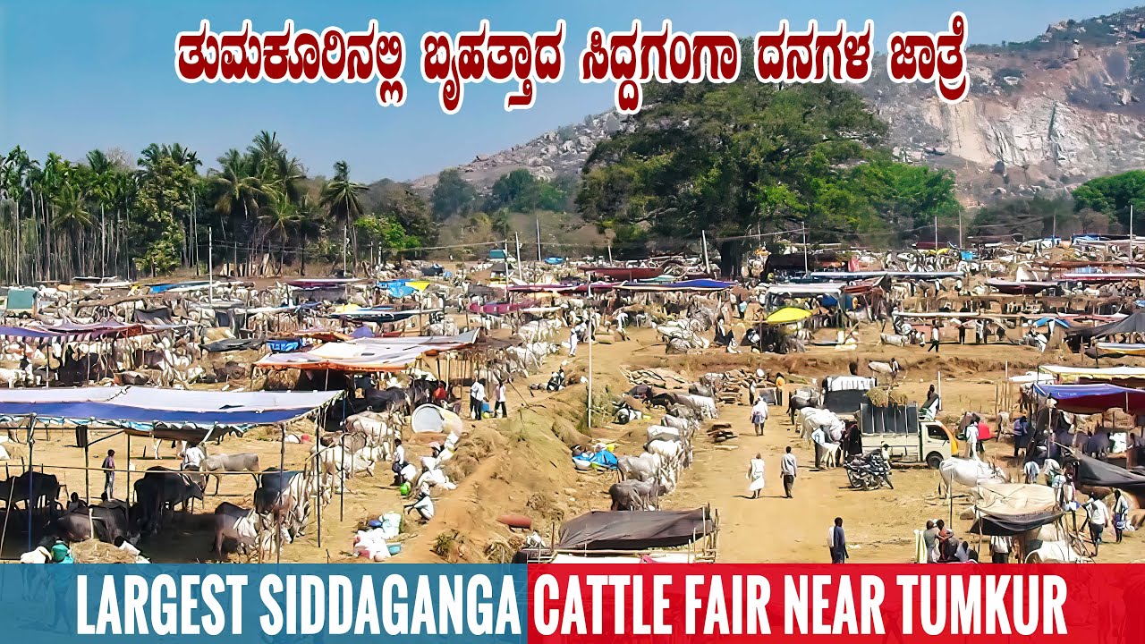 2022 Siddaganga Cattle Fair near Tumkur in Karnataka | Hallikar Cattle Fair in Karnataka - Part 1