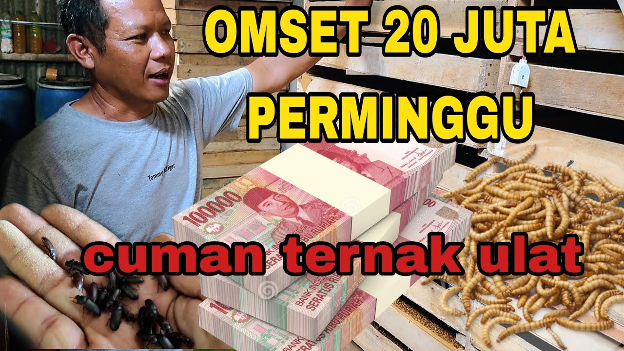 Rahasia Kesuksesan Ternak Ulat Hongkong: Menghasilkan OMSET 20 JUTA PERMINGGU yang Luar Biasa 💼🌱
