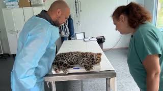 В Приморье спасли истощённого детёныша дальневосточного леопарда