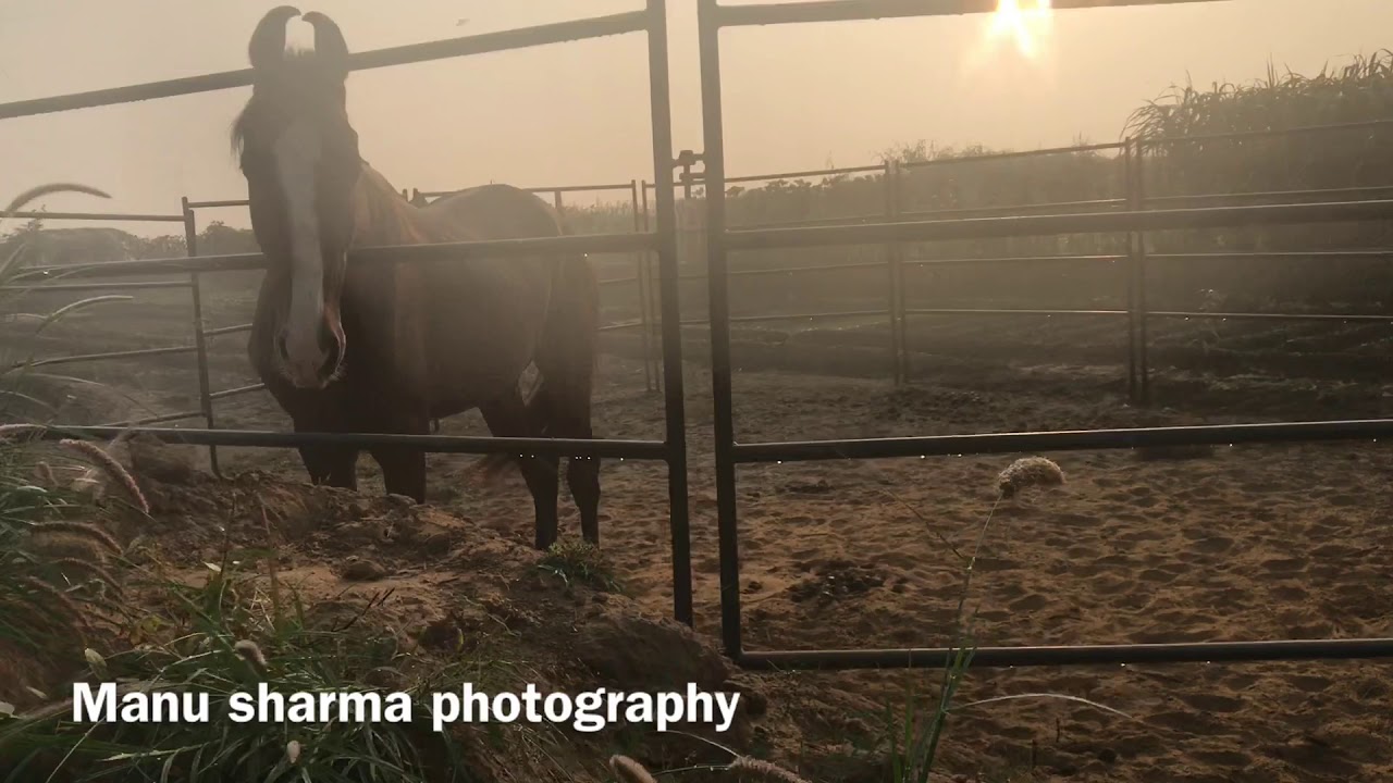 Megical Plant Moringa s Use for horses and live stock YouTube