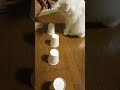 白猫てんちゃんの 紙コップで遊ぼう🎵