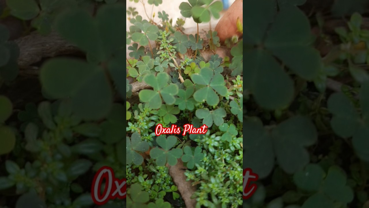 Oxalis plant 🪴 
