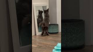 Something Smell Cat Nippy To You? Nevermind Ill Find It