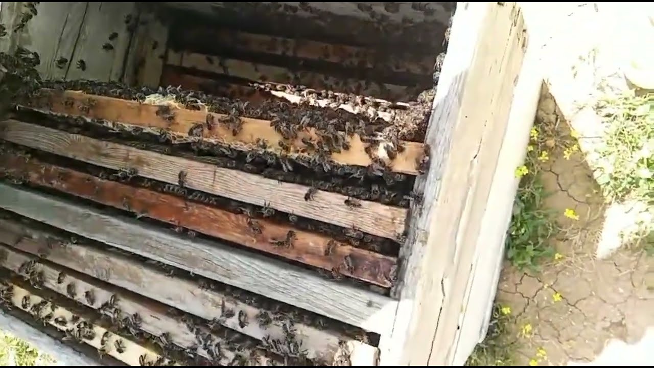 الاخطاء الكارثيه في تربية النحل التي يتسبب بها النحال 👌 استمع حتى لا تقع في هذه الاخطاء