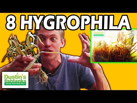 Video: Hygrophila - Tropická Tráva