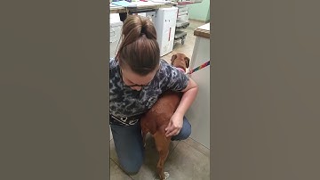 Subcutaneous and Intramuscular injections in a canine