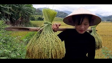 Làm #Cốmtruyềnthống của #ngườiTày #HàGiang