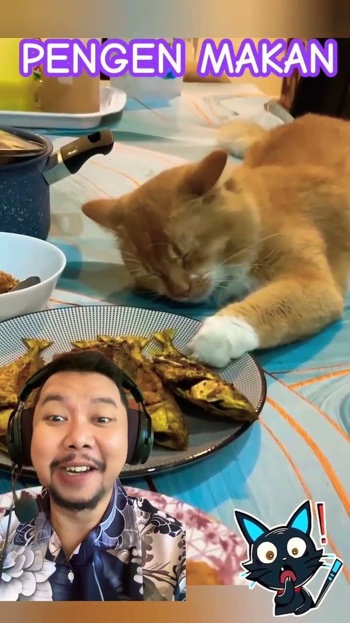 UDAH GAK SABAR PENGEN MAKAN!!?? #cutecate #catlover #fannycats #cute #funny