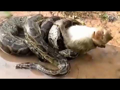 Horrible attacks of giant Pythons - Pythons vs Tigers, Leopards ...