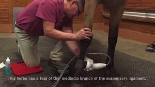 A Mid-Rivers Minute: Equine Shock Wave Therapy